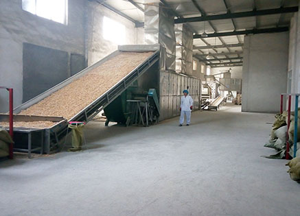 grain drying by mesh belt dryer